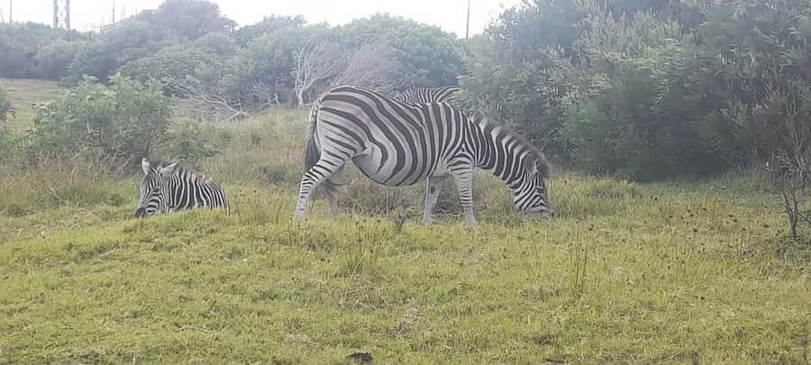 Kragga Kamma Safaris And Shore Excursions - Key highlights to know before you go