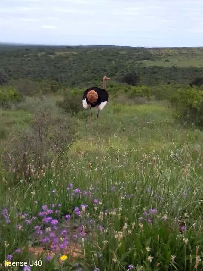 Kragga Kamma Safaris And Shore Excursions - Quick Timing Advantage: Kragga Kamma Is Built for Shore Days