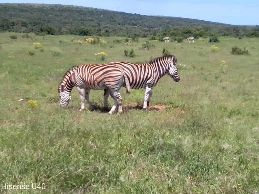 Kragga Kamma Safaris And Shore Excursions - The Big Five Angle: 3 Big Five Species to Watch For