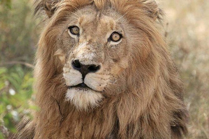 Kruger Lion Expedition with the Little Lionman Steve Kelly - Key Highlights That Matter in Real Life