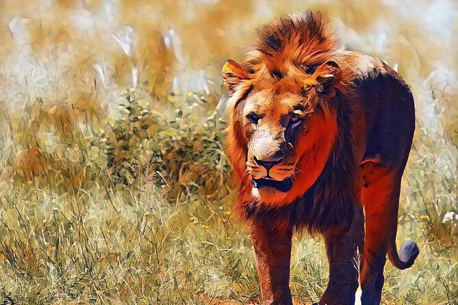 Kruger Lion Expedition with the Little Lionman Steve Kelly - Meet Steven Kelly, the Little Lionman of Southern Africa