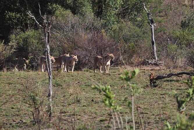 Kruger Lion Expedition with the Little Lionman Steve Kelly - Skukuza Mornings: Coffee, Rusks, and the Walking Concession Search