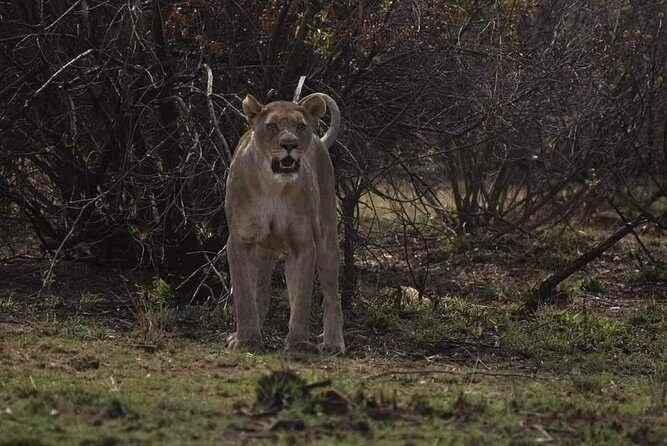 Kruger Lion Expedition with the Little Lionman Steve Kelly - Final Morning in Kruger and the Return to Johannesburg
