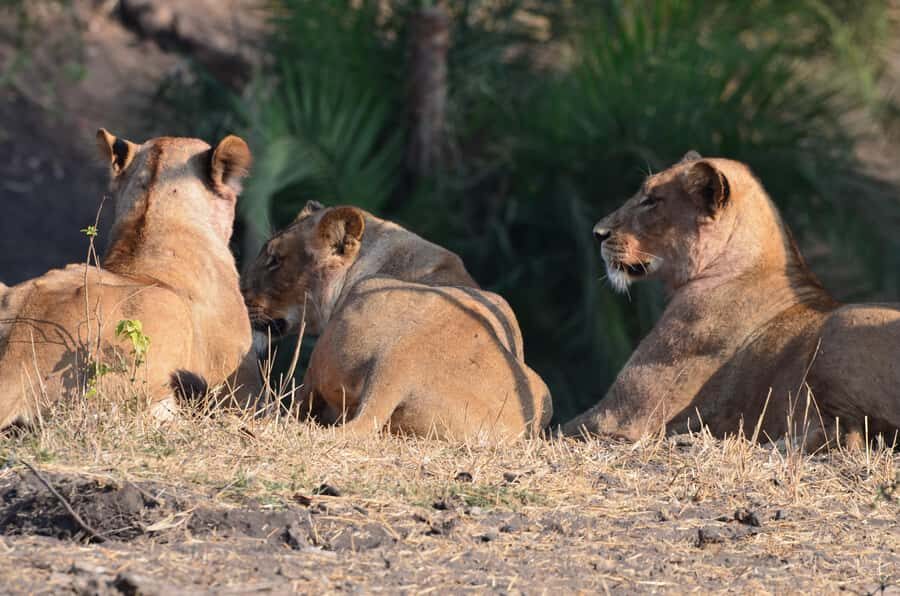 Kruger Morning Game Drive from Marloth Park & Komatipoort - Open safari vehicle and small-group setup (up to 10)