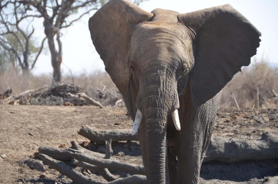Kruger Morning Game Drive from Marloth Park & Komatipoort - Breakfast stop at a picnic site or rest camp