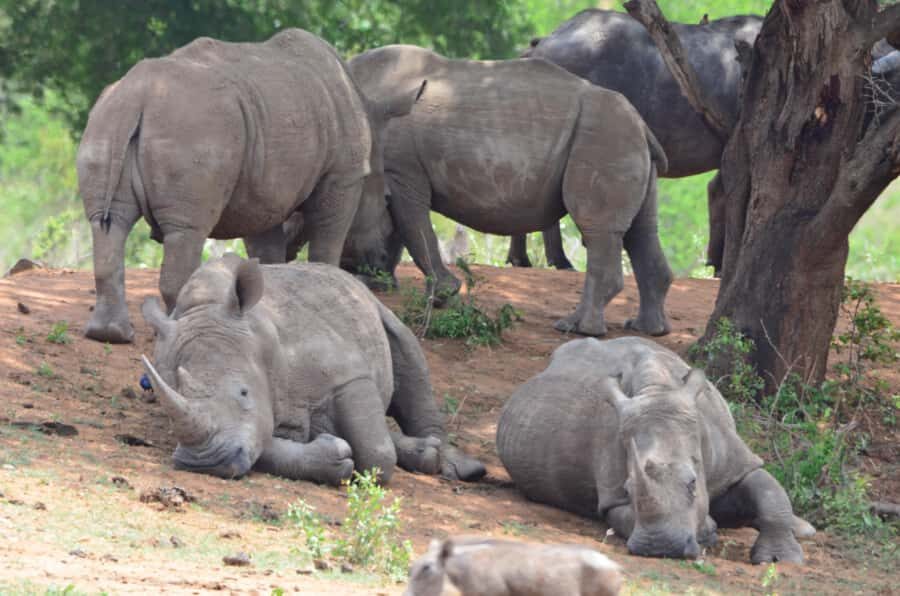 Kruger Morning Game Drive from Marloth Park & Komatipoort - Guide quality, accreditation, and how to get the most from the drive