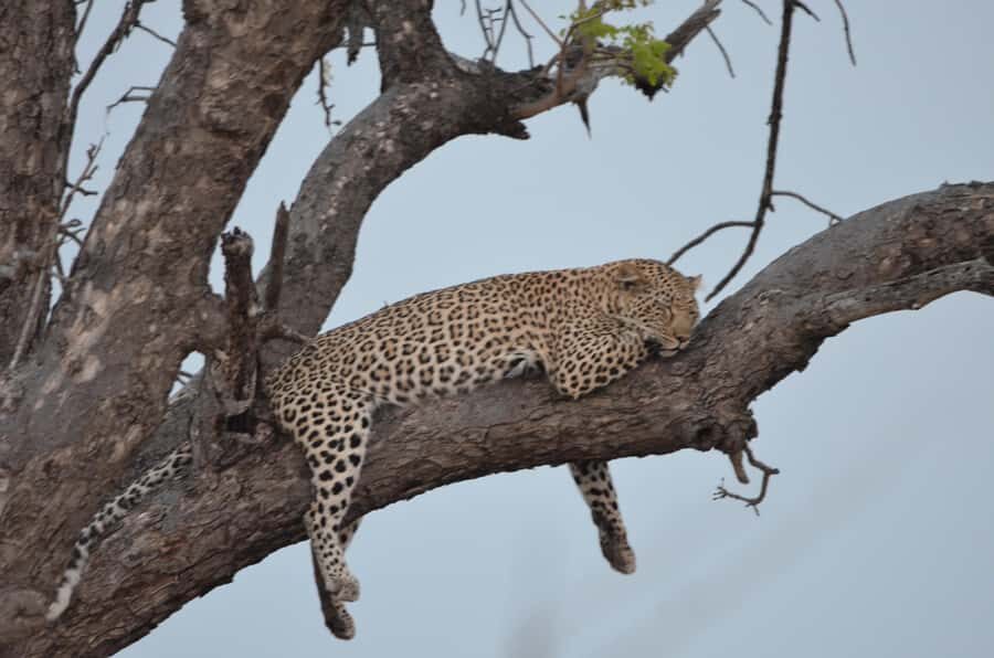 Kruger Morning Game Drive from Marloth Park & Komatipoort - Practical tips to avoid common hiccups
