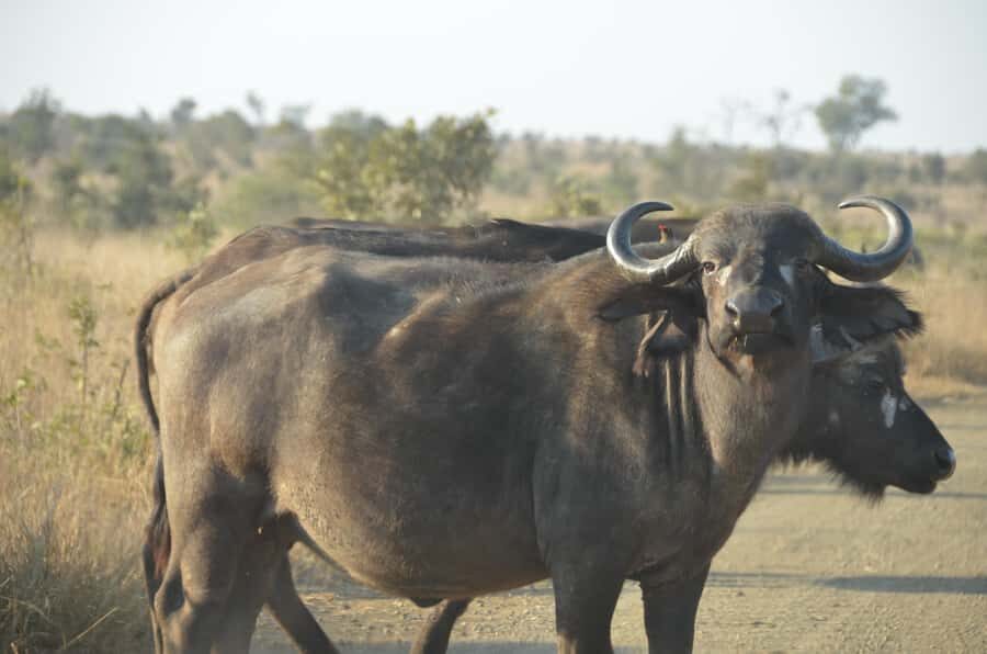 Kruger Morning Game Drive from Marloth Park & Komatipoort - Should you book this Kruger morning game drive?