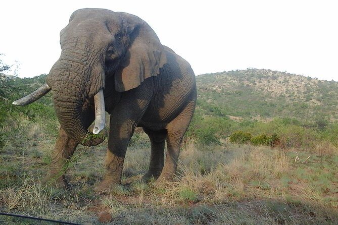 Kruger National Park 2 Days 1 Night Magical Safari from Johannesburg Private - Day 1 Inside Kruger: Close Vehicle Safari, Evening Waterholes, and Longer Time on the Hunt