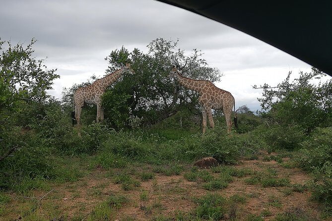 Kruger National Park 2 Days 1 Night Magical Safari from Johannesburg Private - Day 2 at 5:00 AM: Private Morning Drive for Cats, Scavengers, and the Big Five