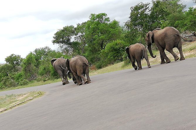 Kruger National Park 2 Days 1 Night Magical Safari from Johannesburg Private - Price and Inclusions: Does $569.42 Feel Like Value?
