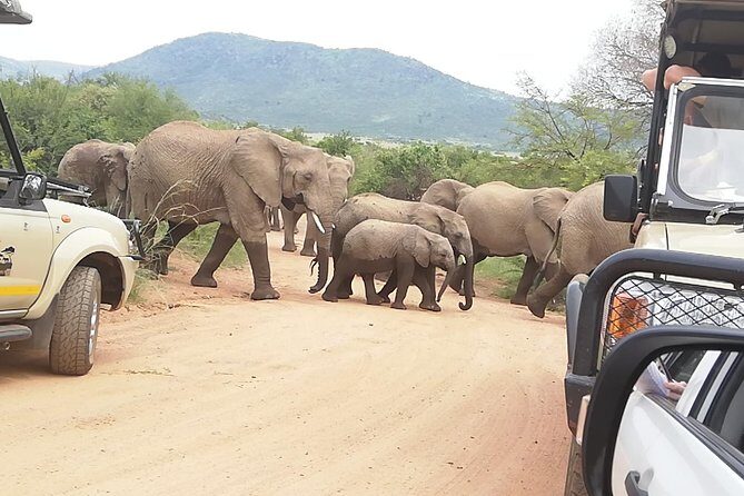 Kruger National Park 2 Days 1 Night Magical Safari from Johannesburg Private - Who This Tour Fits Best (and Who Should Consider Another Option)