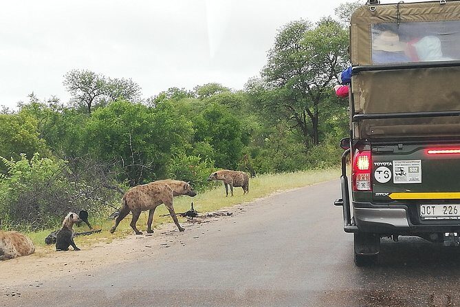 Kruger National Park 2 Days 1 Night Magical Safari from Johannesburg Private - Hazy View Overnight: A Smart Base for Early Day 2