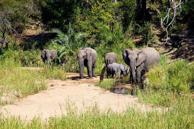 Kruger National Park. 2 Days Best Ever Safari from Cape Town - Tembo Guest Lodge in Hazyview: your calm base between drives