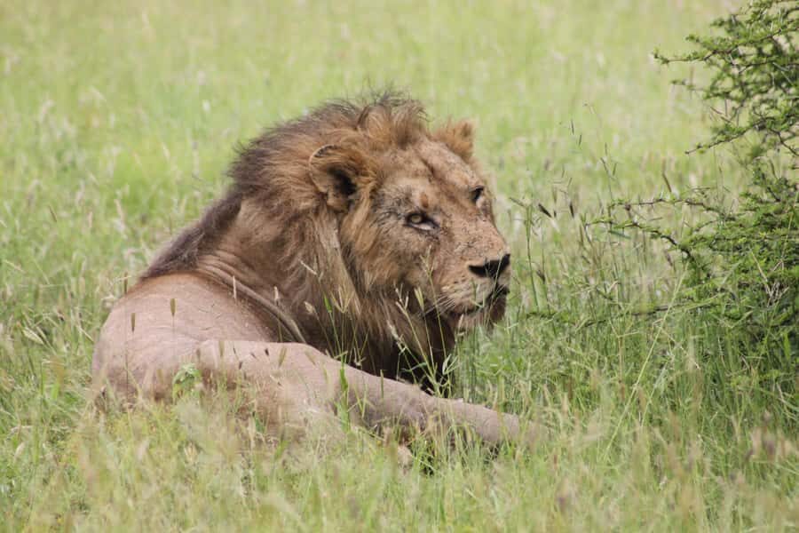 Kruger National Park: 3 Day Safari Tour - Key highlights worth your attention