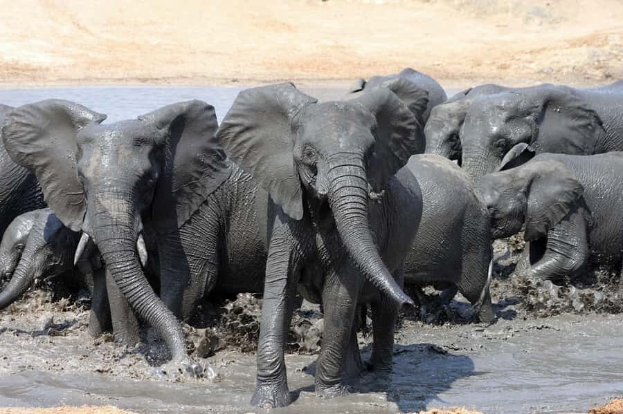 Kruger National Park: 3 Day Safari Tour - Day two in Kruger: one full open-vehicle day that actually gives you time