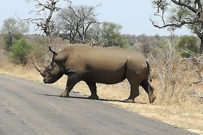 Kruger National Park. 3 Days Best Ever Safari from Cape Town - Cape Town to Kruger: the fast-track you actually want