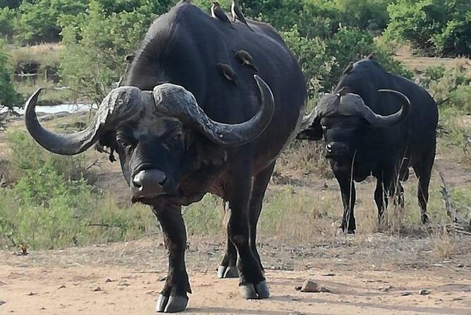 Kruger National Park. 3 Days Best Ever Safari from Cape Town - Day 3: one more morning chance, then the flight clock