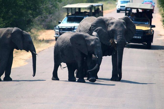 Kruger National Park. 3 Days Best Ever Safari from Cape Town - Practical tips so you don’t waste a second