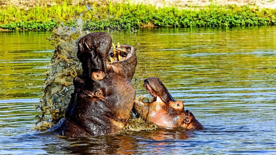 Kruger National Park: 3-Hour Walking Safari - Key highlights you’ll actually feel on this safari