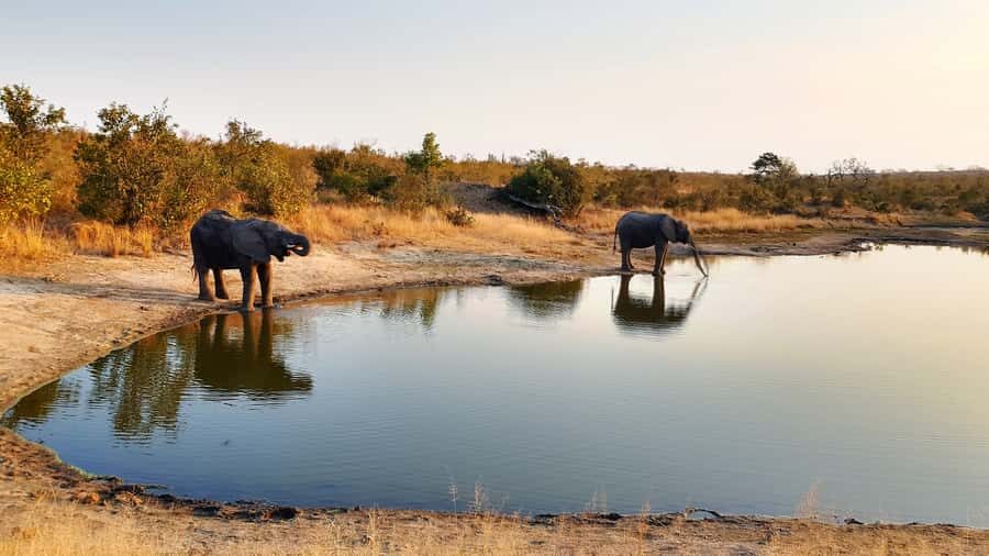 Kruger National Park: 3-Hour Walking Safari - What You’ll Do on the Ground: Tracks, Birds, and Quiet Hours