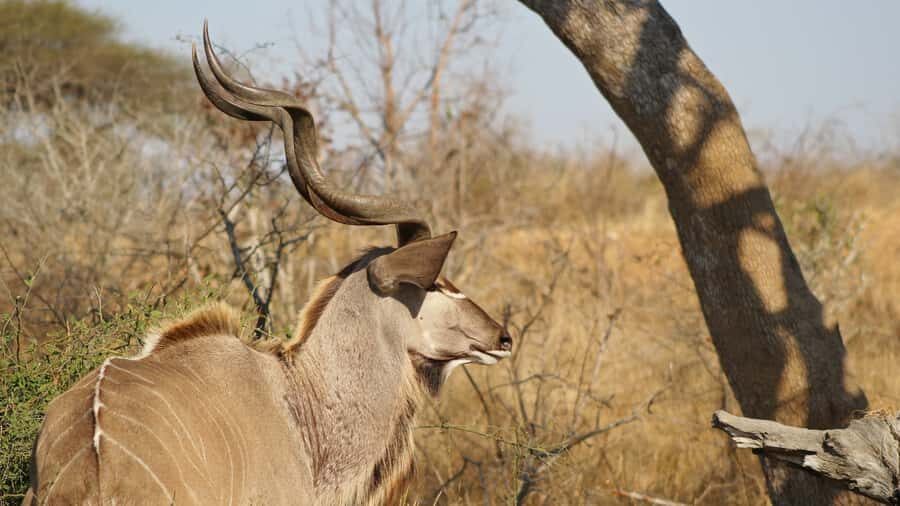Kruger National Park: 3-Hour Walking Safari - Bush Plants Under Your Fingertips
