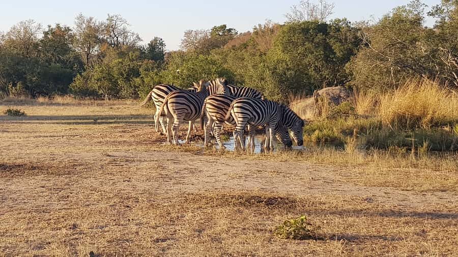 Kruger National Park: 3-Hour Walking Safari - From Hazyview to the Gate: How the Timing Works
