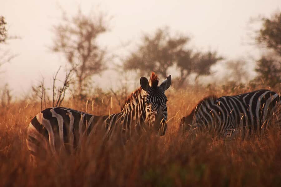Kruger National Park - 4 Day Safari Tour - Key moments that make this safari work
