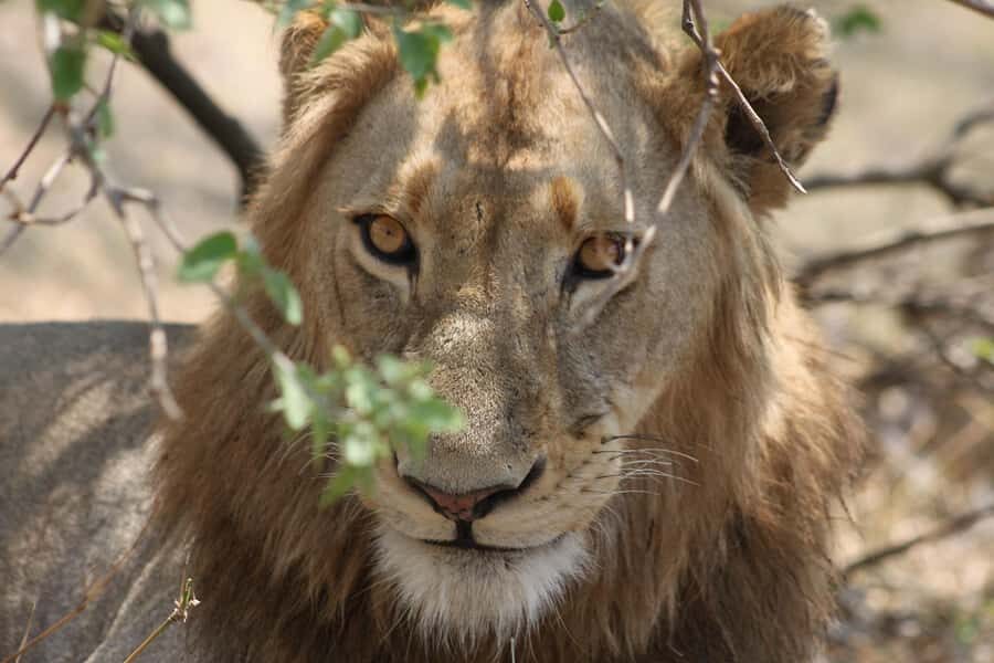 Kruger National Park - 4 Day Safari Tour - The best way to think about this Kruger 4-day plan
