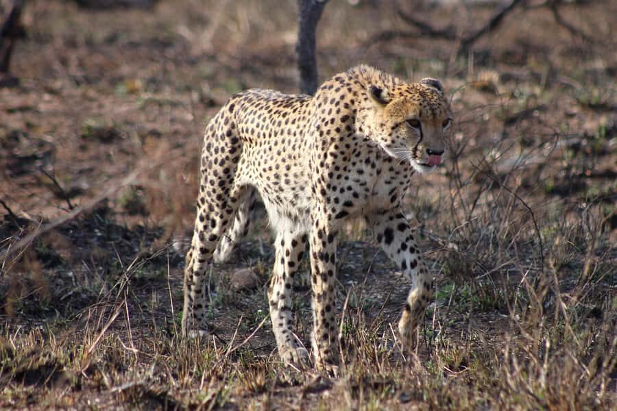 Kruger National Park - 4 Day Safari Tour - Getting from Johannesburg to Hoedspruit without losing the day