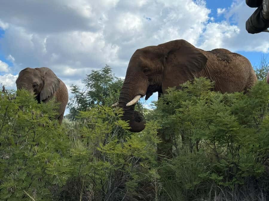 Kruger National Park: 4-Day Ultimate Safari Tour - Key Highlights To Know Before You Go