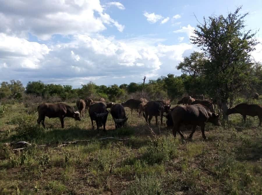 Kruger National Park: 4-Day Ultimate Safari Tour - Inside the Park: Your Lodge Nights, Dinner, and Bush Sounds