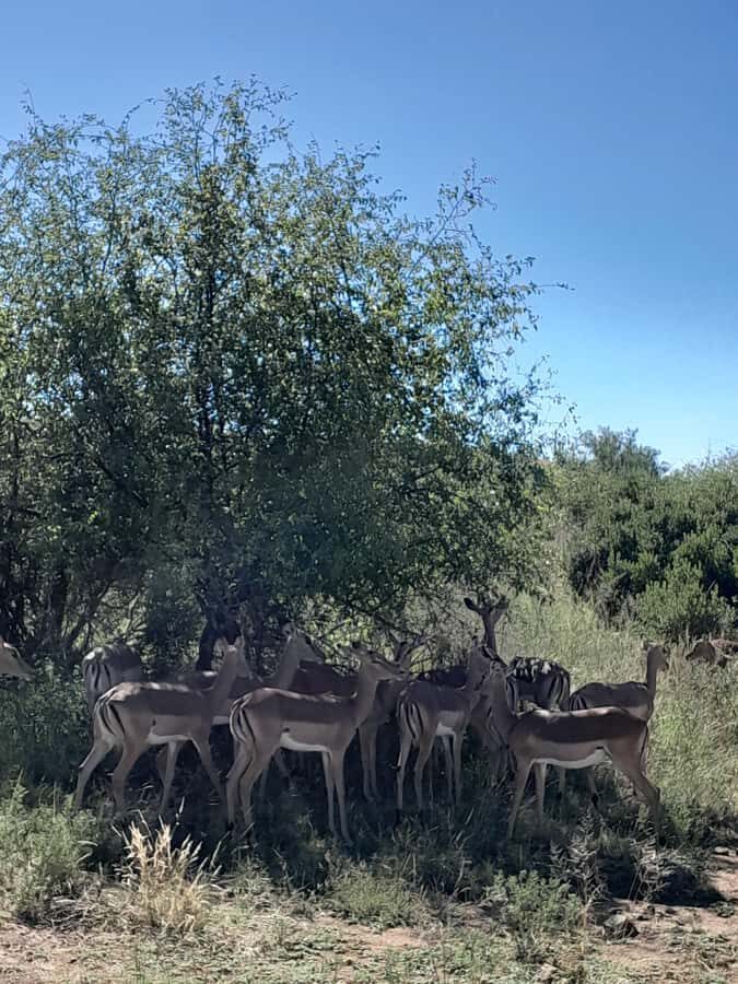 Kruger National Park: 4-Day Ultimate Safari Tour - Day 1: Johannesburg to Kruger Via Blyde River Canyon Viewpoints
