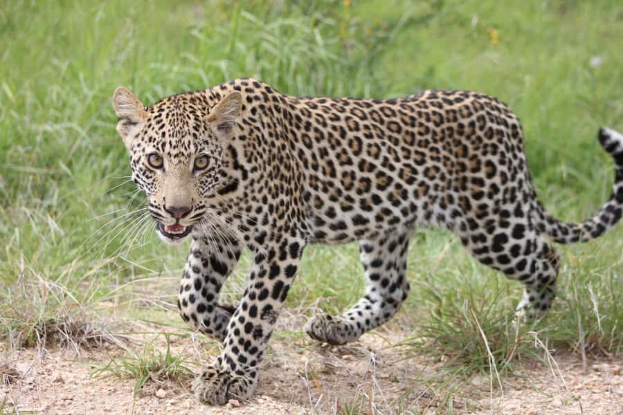 Kruger National Park - 5 Day Safari Tour - Why This 5-Day Kruger Plan Feels Like It Has Breathing Room