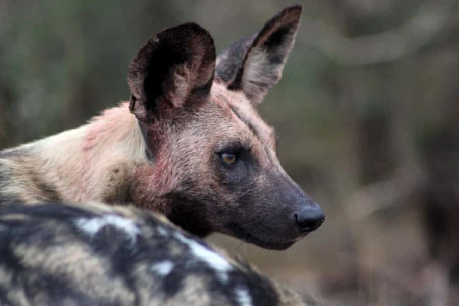 Kruger National Park - 5 Day Safari Tour - Two Full Kruger Park Safaris: Orpen Gate Morning and the Whole Day Game Drive Plan
