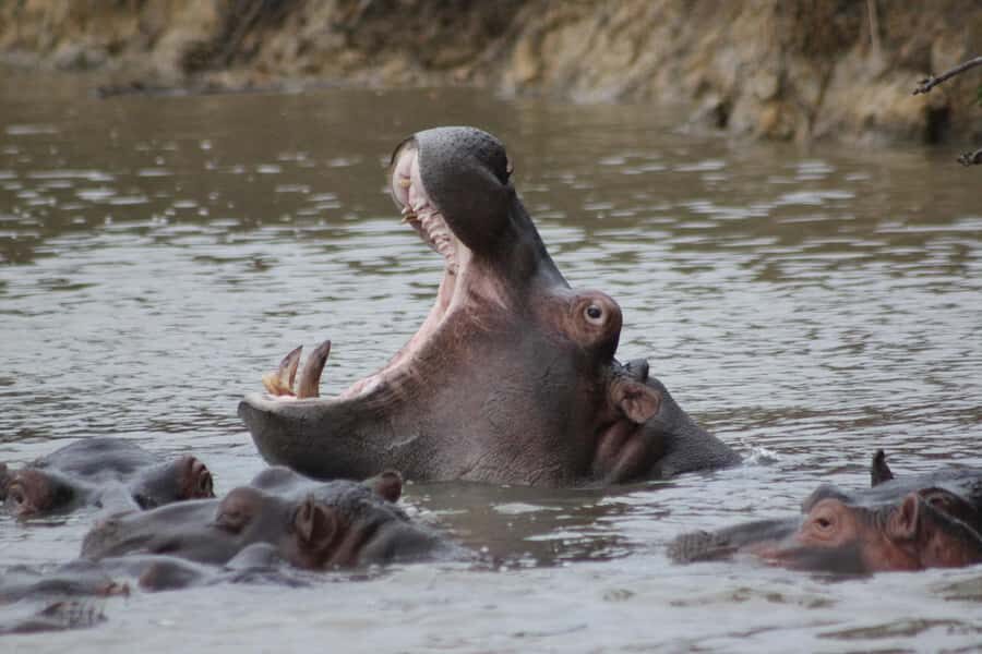 Kruger National Park - 5 Day Safari Tour - Getting In: The O.R. Tambo to Hoedspruit Transfer (and Why It Starts Early)