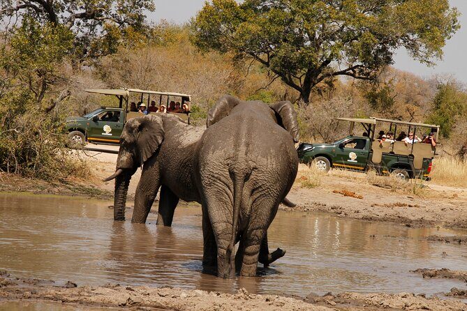 Kruger National Park Afternoon Private safari - 1:30 pm Kruger time: why an afternoon private safari works