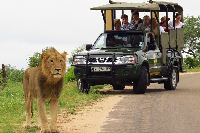 Kruger National Park Afternoon Private safari - Big Five chances and the fun surprises beyond them