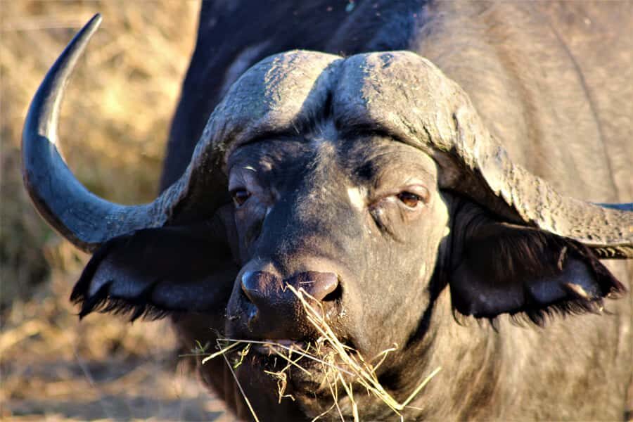 Kruger National Park Afternoon Safari - From Hazyview To Kruger: how the 5 hours actually feel