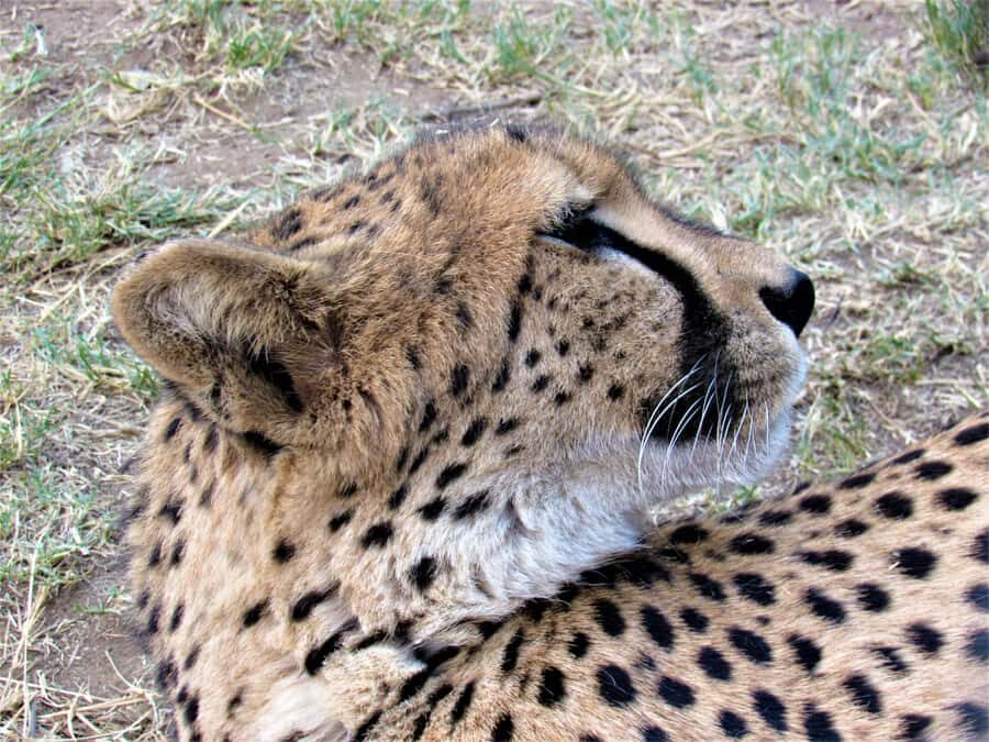 Kruger National Park Afternoon Safari - Open safari vs air-conditioned comfort: choose your Kruger style