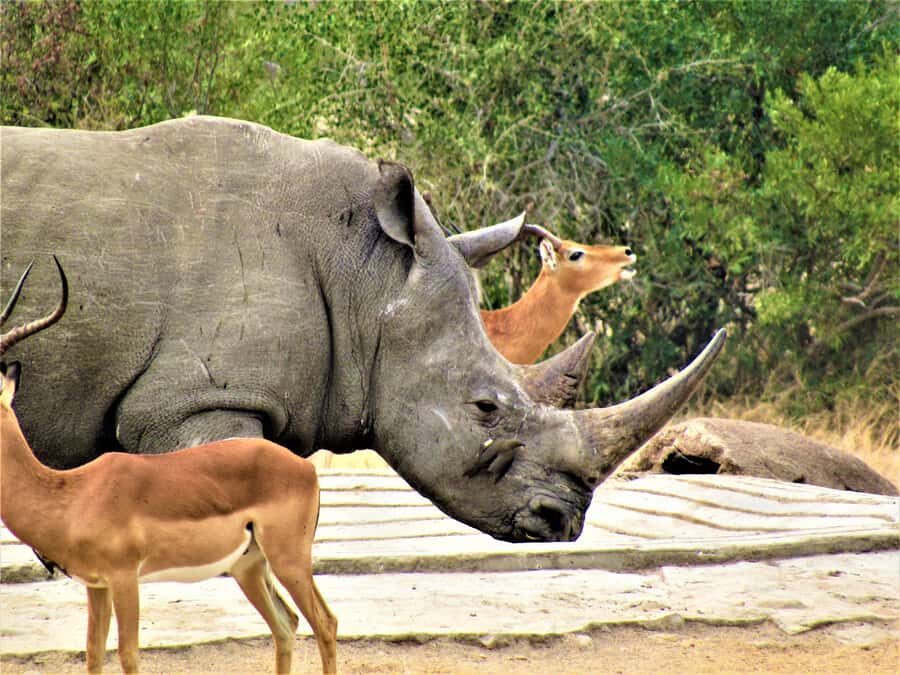 Kruger National Park Afternoon Safari - Wildlife expectations: Big Five odds, plus the animals that show up anyway