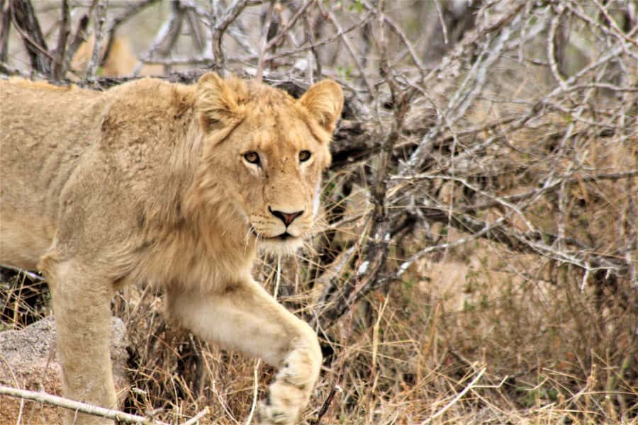 Kruger National Park Afternoon Safari - Afternoon timing and the road strategy: why you may only cover part of Kruger