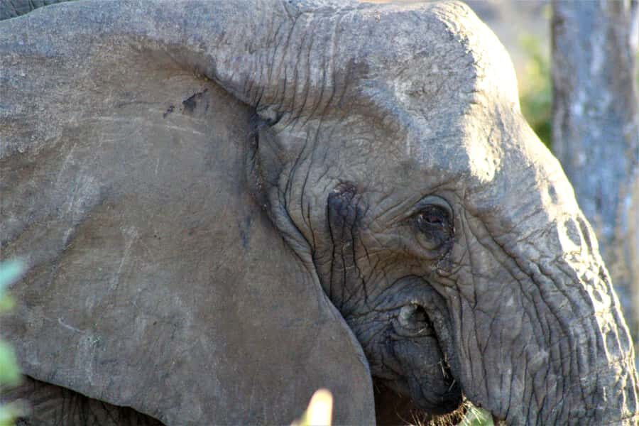 Kruger National Park Afternoon Safari - Beyond animals: Bushman rock paintings and archaeology if time permits