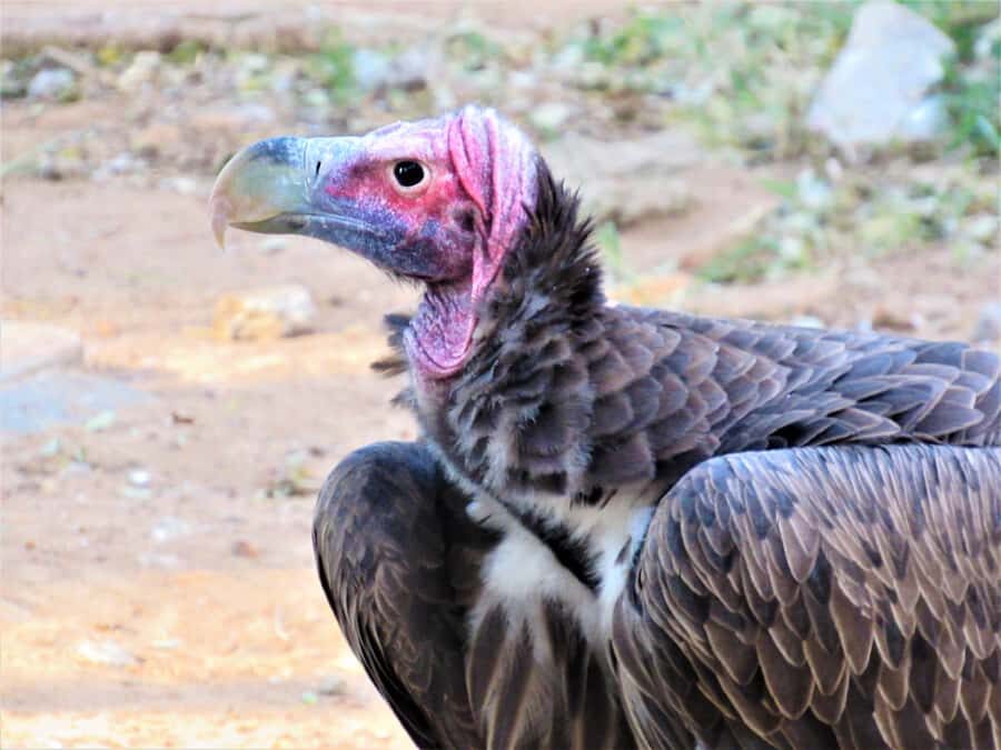 Kruger National Park Afternoon Safari - What the $100 price gets you—and the fees that can change the math
