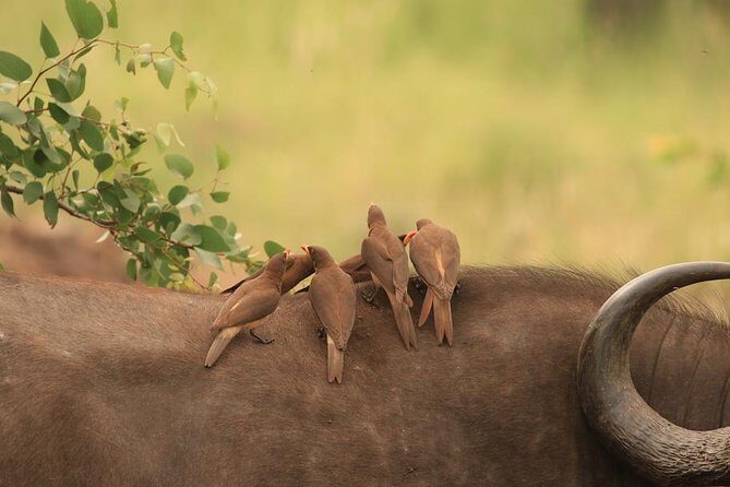 Kruger National Park Afternoon Sunset Safari Tour - Key highlights at a glance