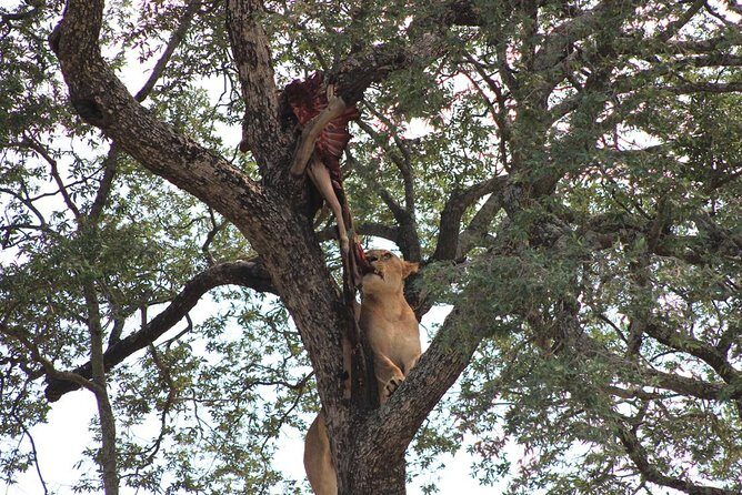 Kruger National Park Afternoon Sunset Safari Tour - Weather reality: thunder showers, cool evenings, and what to pack