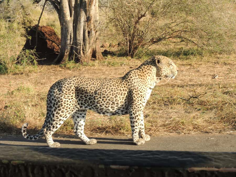 Kruger National Park: Full-Day Game Drive with Pickup - Key highlights at a glance
