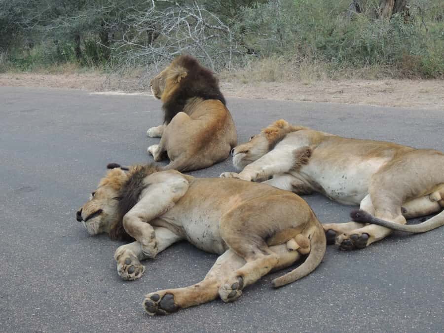 Kruger National Park: Full-Day Game Drive with Pickup - Your day in Kruger starts with pickup, paperwork, and a mission