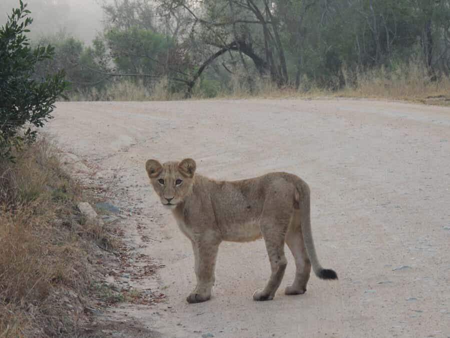 Kruger National Park: Full-Day Game Drive with Pickup - The Big Five hunt: how this route is built for better odds