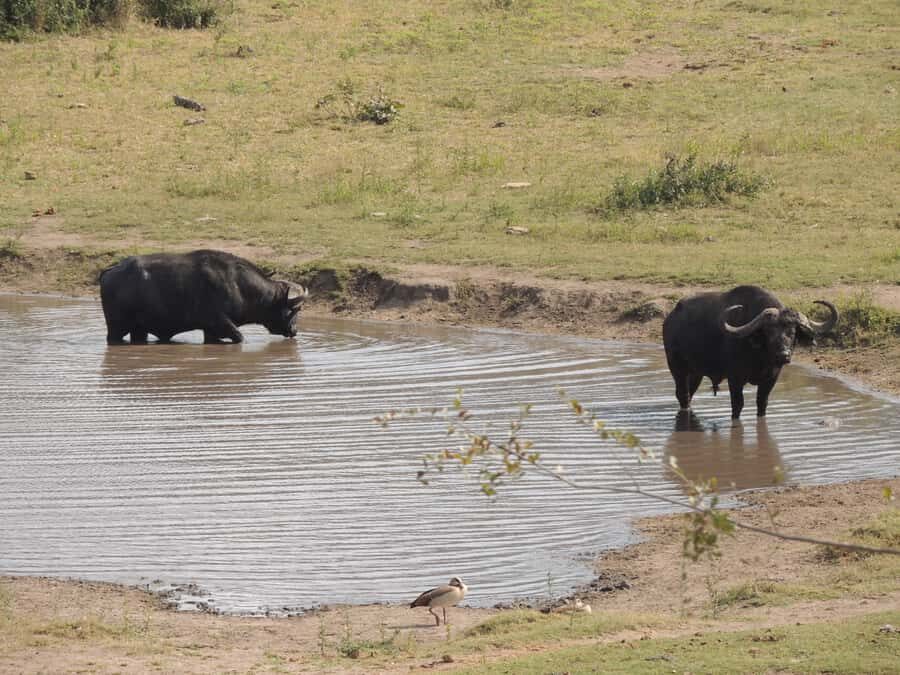 Kruger National Park: Full-Day Game Drive with Pickup - Gravel roads and why the guide may leave the main track